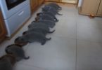 12 Scottish Fold Kittens Eating Together At The Same Time , While Mommy Is Watching Them