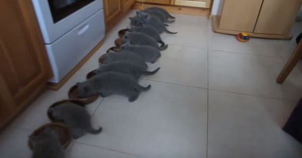 12 Scottish Fold Kittens Eating Together At The Same Time , While Mommy Is Watching Them