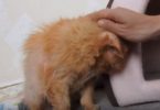 Abandoned And Mistreated 17-Year-Old Cat Learns To Love Again