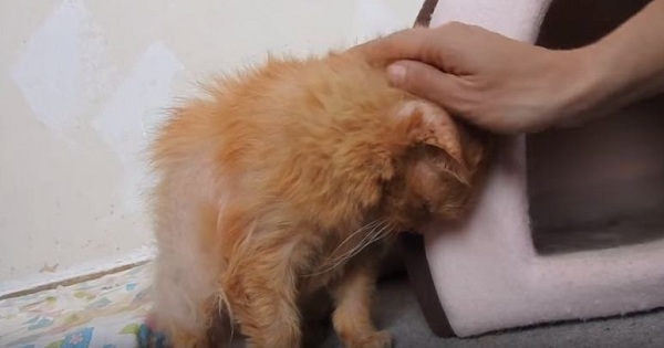 Abandoned And Mistreated 17-Year-Old Cat Learns To Love Again