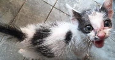Abandoned Kitten Forgotten By Everyone, Smiles When She Sees The Rescuers