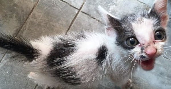 Abandoned Kitten Forgotten By Everyone, Smiles When She Sees The Rescuers