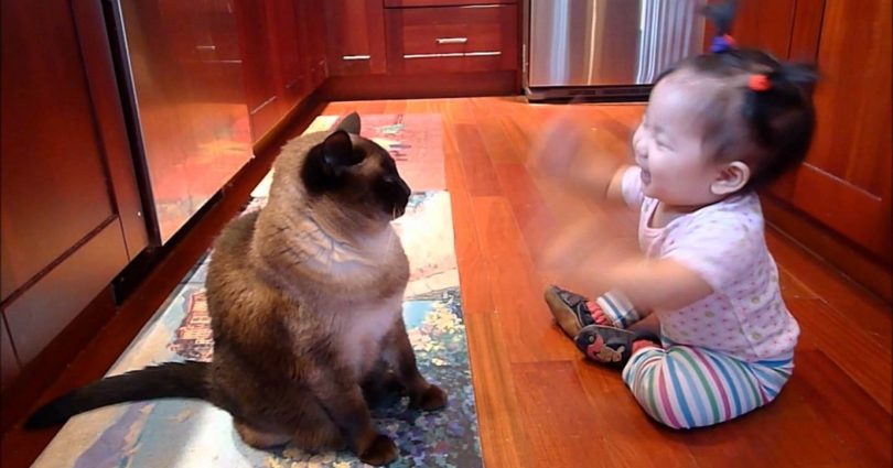 Baby Talking To Her Cute Siamese Cat And The Kitty Is Listening To Her Carefully