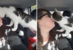 Cat Saved In Last Moment Before Death Row, Can`t Stop Saying Thank You In Unique Way