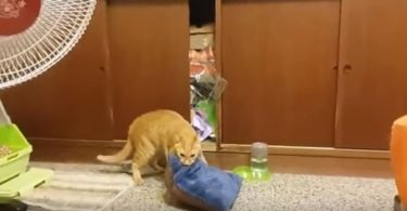 Cat Tries To Put The Pillow In His Secret Place For Sleeping, But The Things Are Not Going As Planned