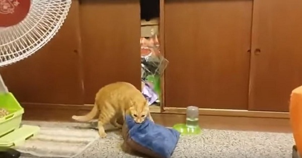 Cat Tries To Put The Pillow In His Secret Place For Sleeping, But The Things Are Not Going As Planned
