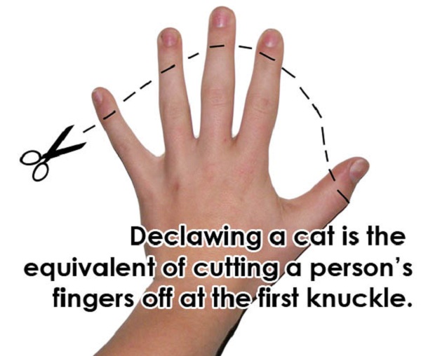 New Jersey Will Become The First US State To Ban The Declawing Of Cats
