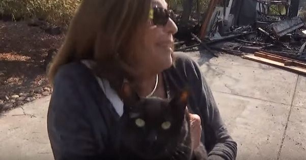 Evacuee From Napa Valley Returns To See Her Destructed Home, And Then The Miracle Awaiting Her In The Driveway