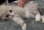 Feral Kitten With Paralyzed Hind Legs Was Rescued By Dog