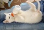 Hungry Tiny Kitten Holds The Milk Bottle With His Own Little Paws