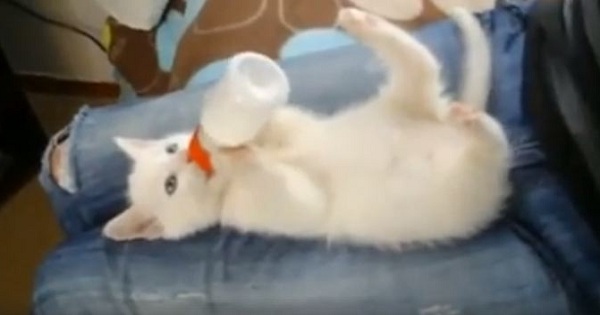 Hungry Tiny Kitten Holds The Milk Bottle With His Own Little Paws