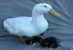 Hurry The Duck And His Rescue Kittens