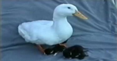 Hurry The Duck And His Rescue Kittens