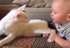 Little Baby Pulls Kitty`s Legs And The Kitty`s Reaction Simply Went Viral