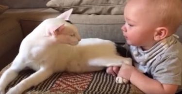 Little Baby Pulls Kitty`s Legs And The Kitty`s Reaction Simply Went Viral