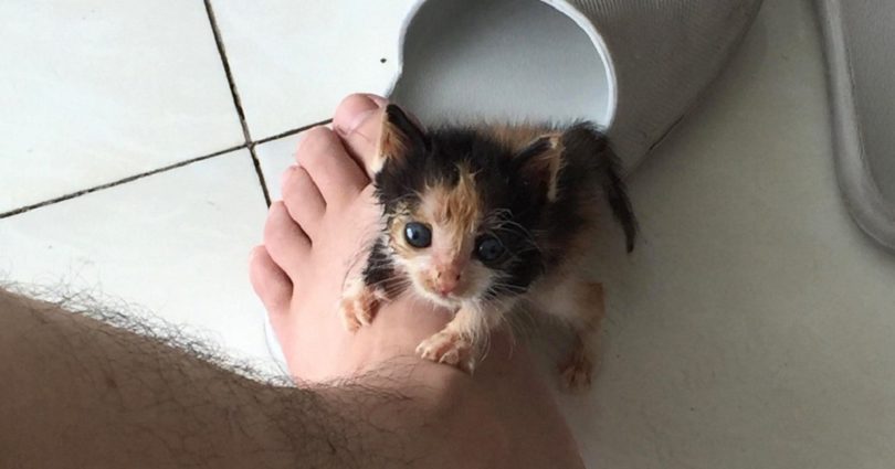 Little Kitten Rejected By His Own Mommy Finds Love In This Kind Human