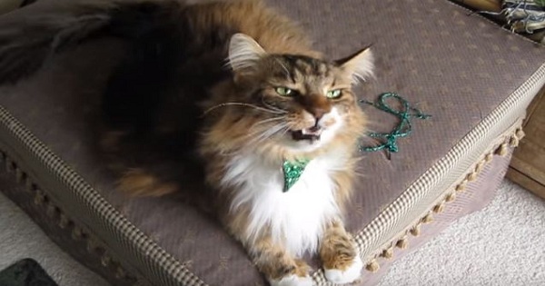 Maine Coon Cat Loves Singing All The Time