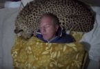 Man Uses A Real Cheetah As Pillow
