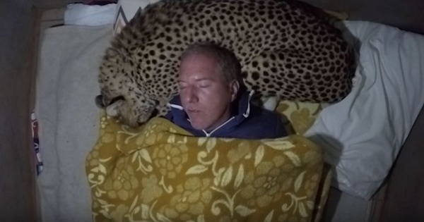 Man Uses A Real Cheetah As Pillow