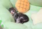 Meet Ohagi - The Cutest Kitten Exploring His New Forever Home