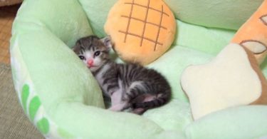 Meet Ohagi - The Cutest Kitten Exploring His New Forever Home