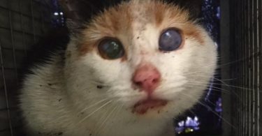 Nearly Blind And Pregnant Feral Calico Cat Got A Second Chance In Life