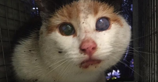 Nearly Blind And Pregnant Feral Calico Cat Got A Second Chance In Life