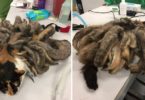 Poor Cat Covered In Severe Matted Dreadlocks Neglected For Years Is Finally Rescued