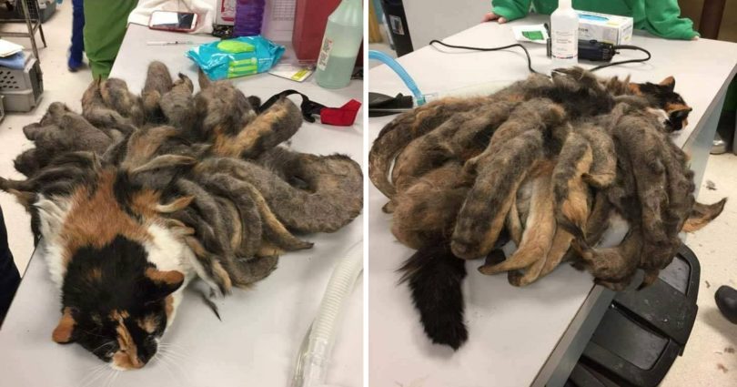 Poor Cat Covered In Severe Matted Dreadlocks Neglected For Years Is Finally Rescued