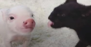 Rescued Baby Pig Raised By Domestic Cats, Acts Like a Real Kitty