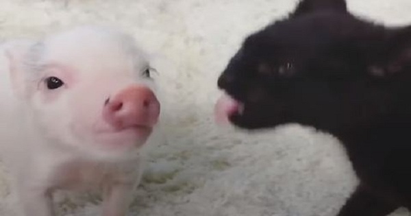 Rescued Baby Pig Raised By Domestic Cats, Acts Like a Real Kitty