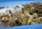 Rescuers Found A Cat Dragging a Carpet, Then They Removed 5 Pound Of Matted Fur