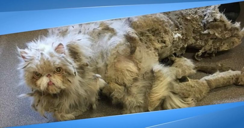 Rescuers Found A Cat Dragging a Carpet, Then They Removed 5 Pound Of Matted Fur