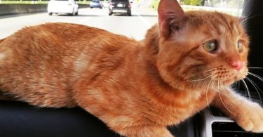 Saddest Cat In The World Ignored By Everyone Is Finally Adopted By Kind Couple