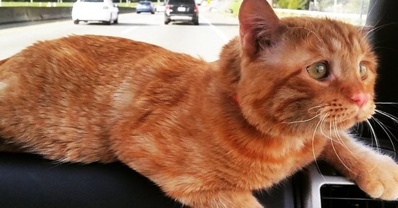 Saddest Cat In The World Ignored By Everyone Is Finally Adopted By Kind Couple