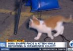 Stray Kitten Interrupts Live TV News, Asking For Some Food