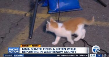 Stray Kitten Interrupts Live TV News, Asking For Some Food
