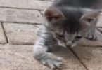 Stray Kitten With Curved Legs Walks Up To Woman Begging For Help