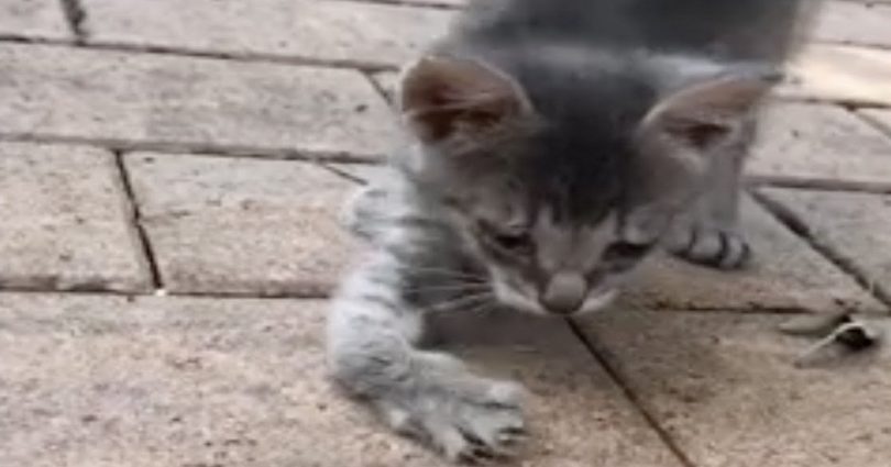 Stray Kitten With Curved Legs Walks Up To Woman Begging For Help