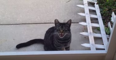 Stray Kitty Asking For Some Food Has The Strangest Meow Ever!