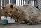 Stray Poor Kitty Living In The Street In Terrible Condition Gets A New Chance In Life