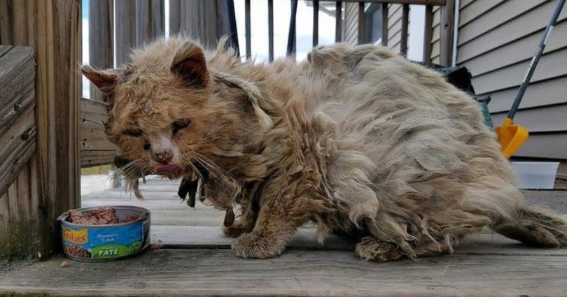 Stray Poor Kitty Living In The Street In Terrible Condition Gets A New Chance In Life