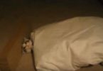 The Cutest Kitten Trapped By Falling Pillow