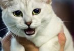 These Are The 13 Rarest Cat Breeds In The World