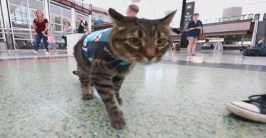 This Cat Is Now The Newest Member Of The Canine Airport Therapy Squad