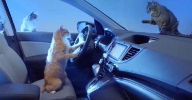 This Honda Cat Commercial Is Without Doubt The Funniest and Cutest Ever!