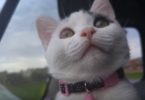 When This Kitty Notices The Birds, She Starts Acting Very Strange