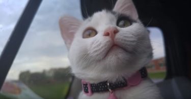 When This Kitty Notices The Birds, She Starts Acting Very Strange