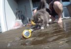 Who Says Cats Hate Water This Cat Will Show You The Opposite!
