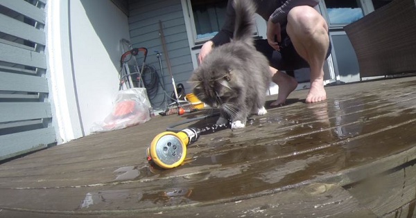 Who Says Cats Hate Water This Cat Will Show You The Opposite!